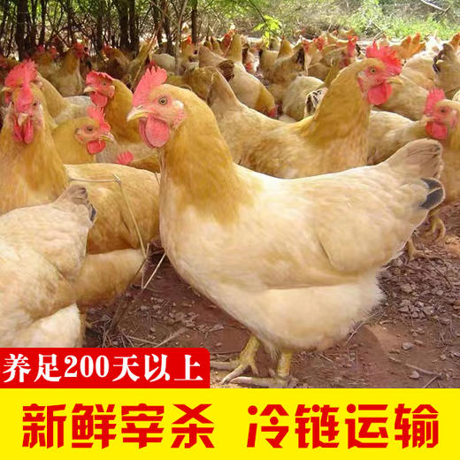 廉心  农家土鸡 （200天数以上） 商品图0