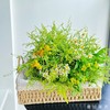 【氧气】油画小菊2支+黄莺6支+绿灵草2支+洋甘菊2支（提拉米苏设计） 商品缩略图5