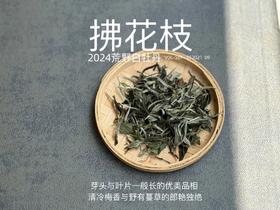 【2024春茶来了】2024荒野白牡丹《拂花枝》，低配的“荒野牡丹王”，清雅的梅花香，配上野有蔓草之味，冷艳绝伦