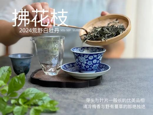 【2024春茶来了】2024荒野白牡丹《拂花枝》，低配的“荒野牡丹王”，清雅的梅花香，配上野有蔓草之味，冷艳绝伦 商品图2