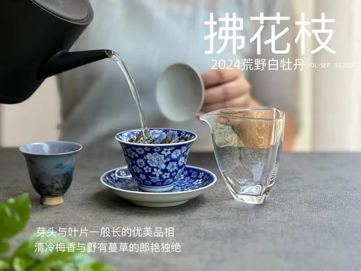 【2024春茶来了】2024荒野白牡丹《拂花枝》，低配的“荒野牡丹王”，清雅的梅花香，配上野有蔓草之味，冷艳绝伦 商品图4
