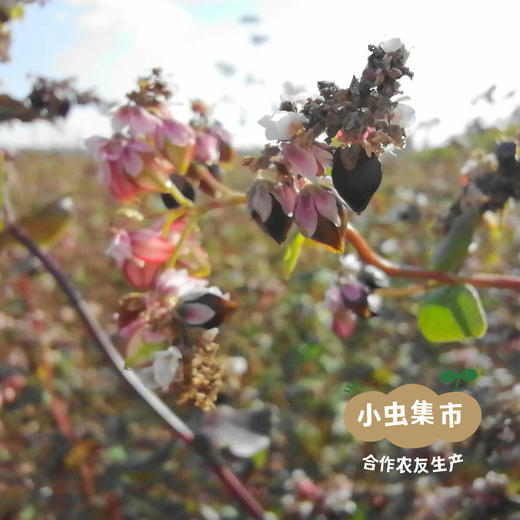 生态荞麦面粉 1kg/袋 | 合作农友生产，来自甘肃，生产者：尹发华 ＆【公平贸易农人定价】 商品图8
