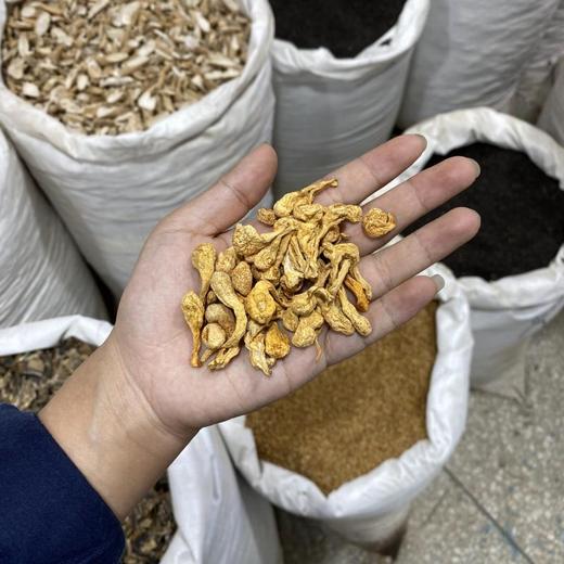 孢子头虫草花 商品图4