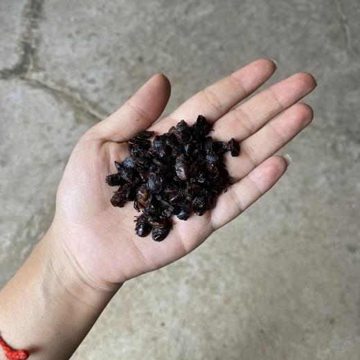 九香虫 商品图1