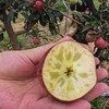 2025新苹果 高原糖心生态苹果 个头不大 果肉细腻汁水丰富，口感酥脆 商品缩略图13