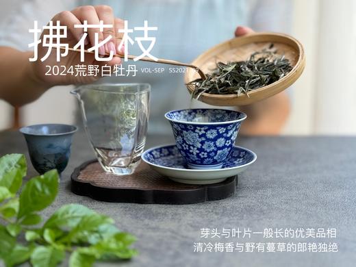 【2024春茶来了】2024荒野白牡丹《拂花枝》，低配的“荒野牡丹王”，清雅的梅花香，配上野有蔓草之味，冷艳绝伦 商品图3