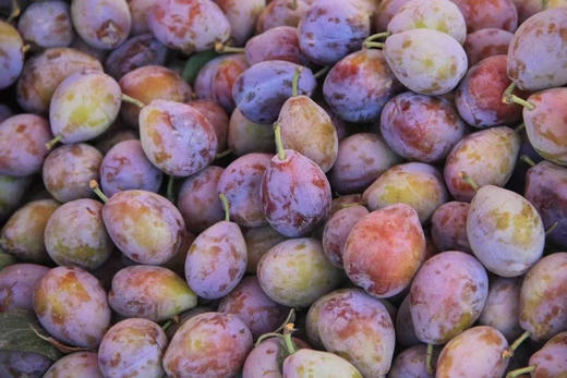 头茬法兰西西梅，特大果，高山自然生长，个头适中，独特的玫瑰香气，颜色➕硬度➕果粉➕口感，糖24，2斤/盒 商品图2