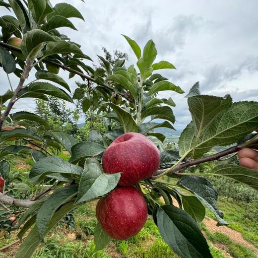 2025新苹果 高原糖心生态苹果 个头不大 果肉细腻汁水丰富，口感酥脆 商品图9