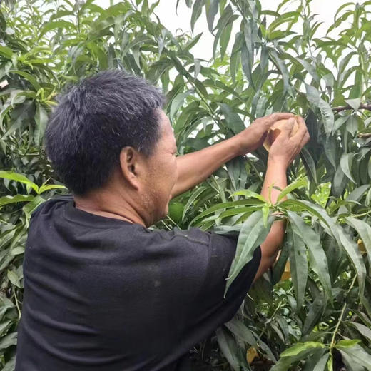 【特价】水蜜桃 8只装4-5两左右 7.19统一发货 商品图3