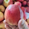 2025新苹果 高原糖心生态苹果 个头不大 果肉细腻汁水丰富，口感酥脆 商品缩略图1