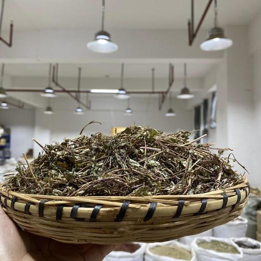 叶下珠 云南西双版纳出产 商品图1