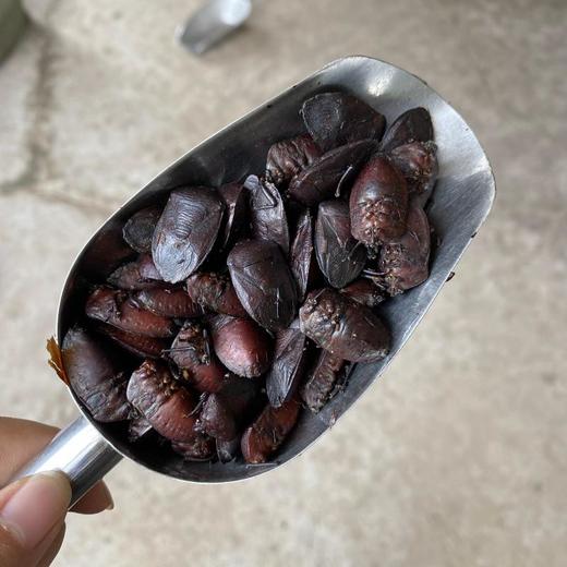 九香虫    特级生品 商品图1