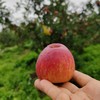 2025新苹果 高原糖心生态苹果 个头不大 果肉细腻汁水丰富，口感酥脆 商品缩略图4