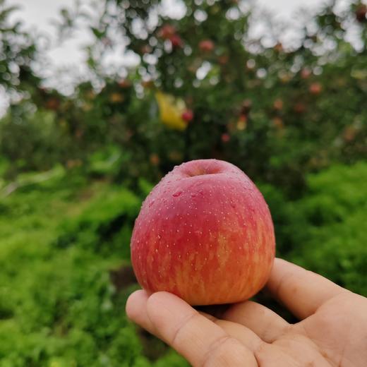 2025新苹果 高原糖心生态苹果 个头不大 果肉细腻汁水丰富，口感酥脆 商品图4