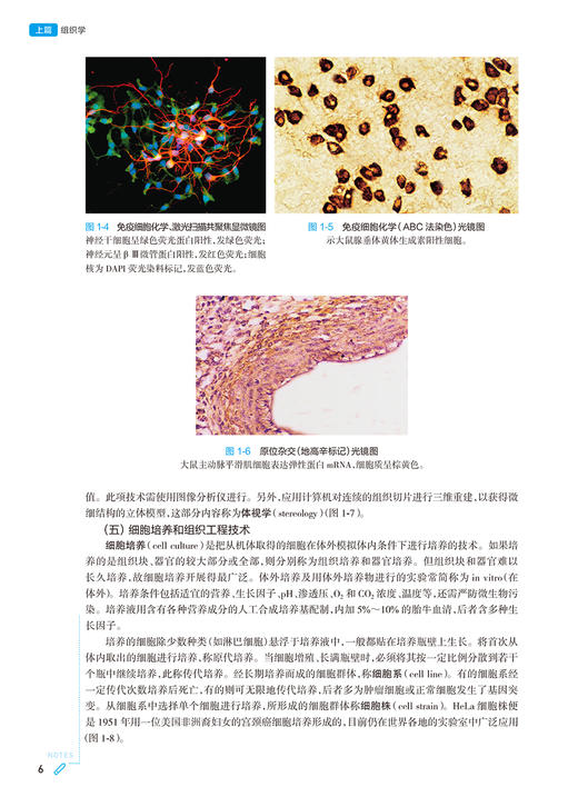 组织学与胚胎学第10版人卫生物化学生理有机诊断医学统计病理神经病儿科药理本科临床教材九9人民卫生出版社妇产科学内科学第十版 商品图3