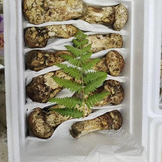 【雪康食品】新鲜野生松茸2斤装 商品图4