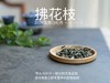 【2024春茶来了】2024荒野白牡丹《拂花枝》，低配的“荒野牡丹王”，清雅的梅花香，配上野有蔓草之味，冷艳绝伦 商品缩略图2