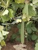 寿光酵素蔬菜 茄子、辣椒、黄瓜、卷心菜、大白菜、有机菜花、 商品缩略图5