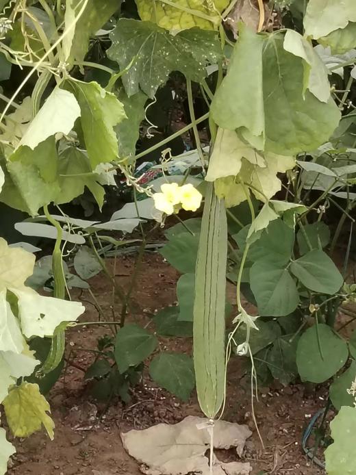 寿光酵素蔬菜 茄子、辣椒、黄瓜、卷心菜、大白菜、有机菜花、 商品图5