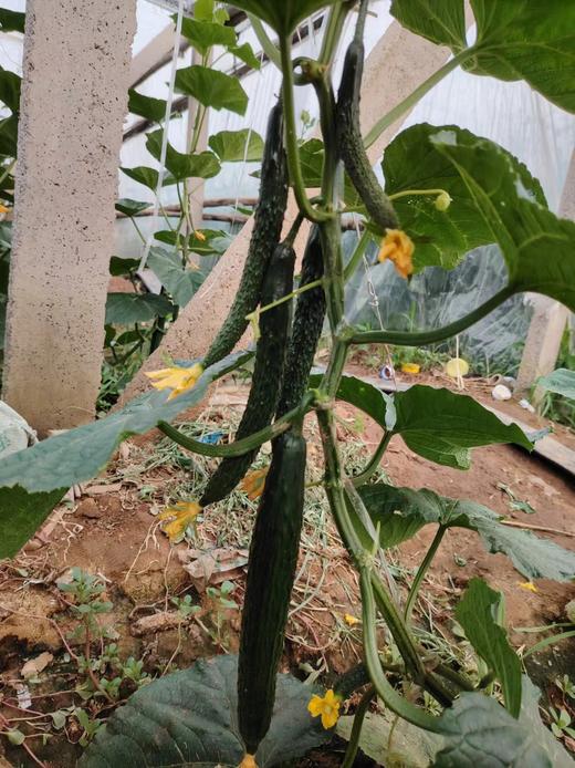 寿光酵素蔬菜 茄子、辣椒、黄瓜、卷心菜、大白菜、有机菜花、 商品图4