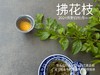 【2024春茶来了】2024荒野白牡丹《拂花枝》，低配的“荒野牡丹王”，清雅的梅花香，配上野有蔓草之味，冷艳绝伦 商品缩略图12