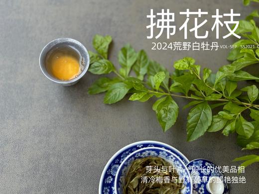 【2024春茶来了】2024荒野白牡丹《拂花枝》，低配的“荒野牡丹王”，清雅的梅花香，配上野有蔓草之味，冷艳绝伦 商品图12