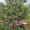 2025新苹果 高原糖心生态苹果 个头不大 果肉细腻汁水丰富，口感酥脆 商品缩略图7