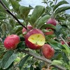 2025新苹果 高原糖心生态苹果 个头不大 果肉细腻汁水丰富，口感酥脆 商品缩略图6