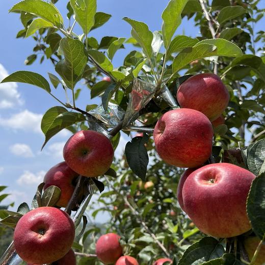 2025新苹果 高原糖心生态苹果 个头不大 果肉细腻汁水丰富，口感酥脆 商品图11