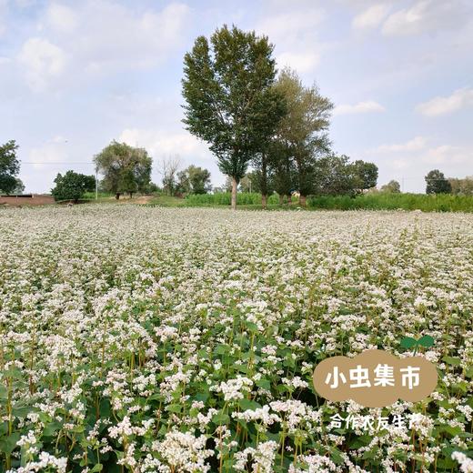 生态荞麦面粉 1kg/袋 | 合作农友生产，来自甘肃，生产者：尹发华 ＆【公平贸易农人定价】 商品图4