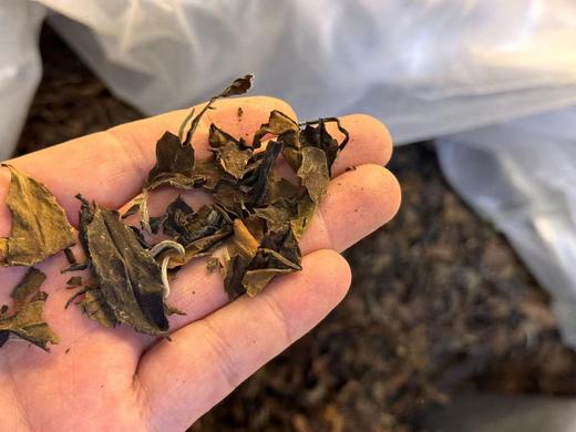 [稀]2009年 老白茶 十五年陈 寿眉  50克/150g/300克 商品图5