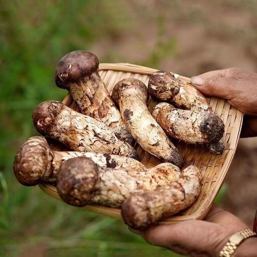 【雪康食品】新鲜野生松茸2斤装 商品图8