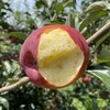 2025新苹果 高原糖心生态苹果 个头不大 果肉细腻汁水丰富，口感酥脆 商品缩略图12