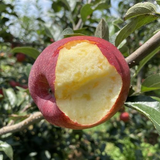 2025新苹果 高原糖心生态苹果 个头不大 果肉细腻汁水丰富，口感酥脆 商品图12