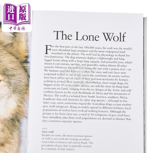 【中商原版】迷你百科系列 狼 Wolves 英文原版 Tom Jackson 自然科学 动物百科 科普与科学通识 科学百科 商品图3