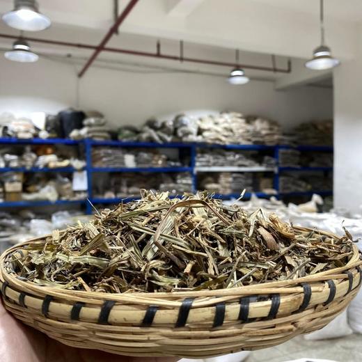 玉带草 商品图1