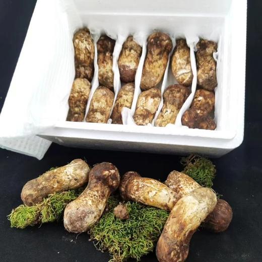 【雪康食品】新鲜野生松茸2斤装 商品图6