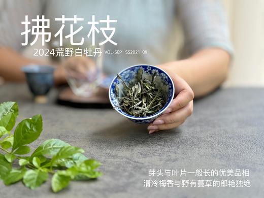 【2024春茶来了】2024荒野白牡丹《拂花枝》，低配的“荒野牡丹王”，清雅的梅花香，配上野有蔓草之味，冷艳绝伦 商品图4