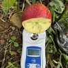 2025新苹果 高原糖心生态苹果 个头不大 果肉细腻汁水丰富，口感酥脆 商品缩略图8