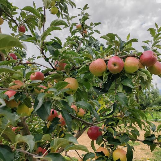 2025新苹果 高原糖心生态苹果 个头不大 果肉细腻汁水丰富，口感酥脆 商品图5