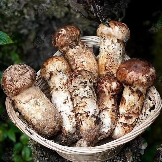【雪康食品】新鲜野生松茸2斤装 商品图5