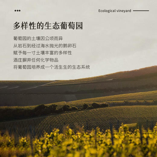 【卡瓦名家·荣誉出品】西班牙瑞雪CAVA天然半干型起泡酒 法定产区DO级 11.5%VOL 商品图8