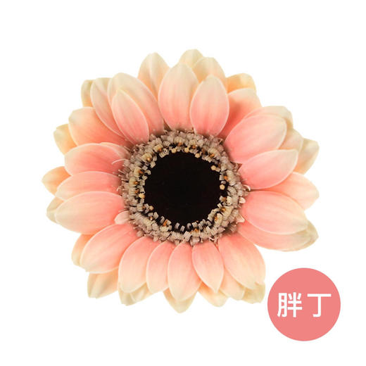非洲菊·胖丁 商品图0