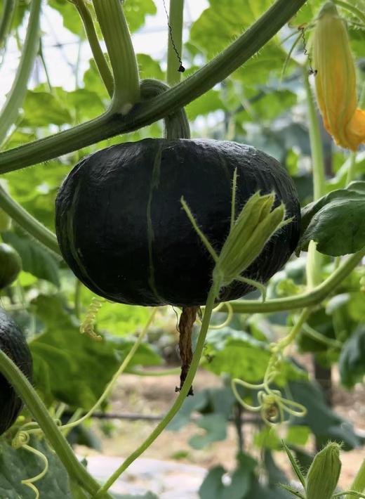 【武汉.黄陂】华希生态贝贝南瓜进口种源惠和一号（已糖化好）净重4.5-5斤（4-8个装） 商品图4