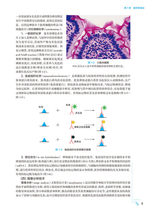 组织学与胚胎学第10版人卫生物化学生理有机诊断医学统计病理神经病儿科药理本科临床教材九9人民卫生出版社妇产科学内科学第十版 商品图2