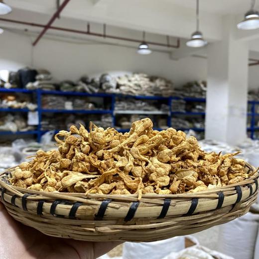 孢子头虫草花 商品图1