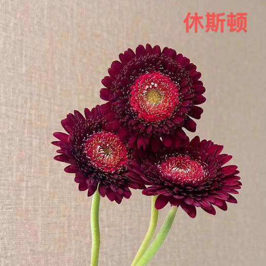 非洲菊.休斯顿 商品图0