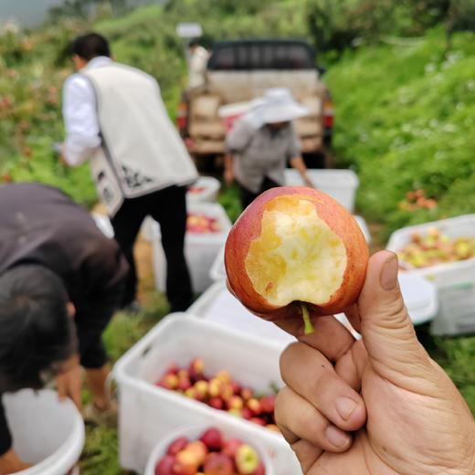 2025新苹果 高原糖心生态苹果 个头不大 果肉细腻汁水丰富，口感酥脆 商品图3