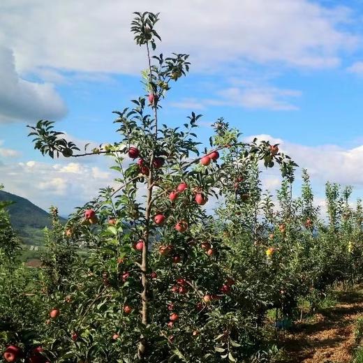 2025新苹果 高原糖心生态苹果 个头不大 果肉细腻汁水丰富，口感酥脆 商品图10