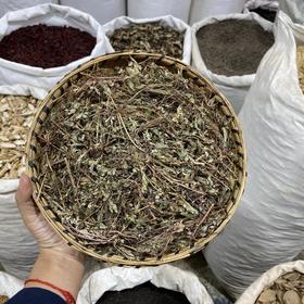 叶下珠 云南西双版纳出产